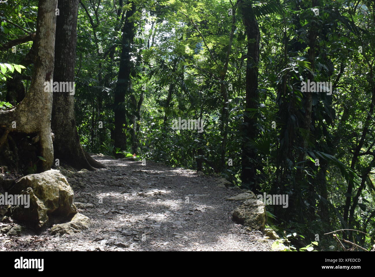 Camino bosque bosque hi-res stock photography and images - Alamy