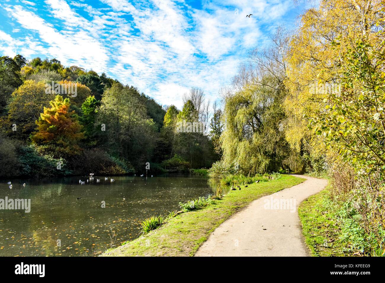 Autumn trees and lake at Ninesprings Country Park Yeovil Somerset UK