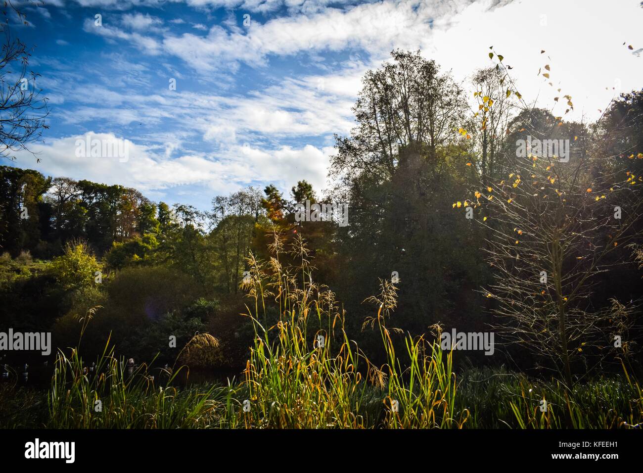 Autumn trees and lake at Ninesprings Country Park Yeovil Somerset UK Stock Photo