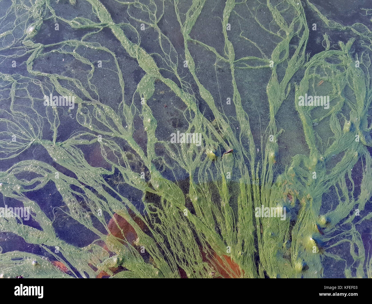 Algae on the water surface: green threads on a black background Stock ...