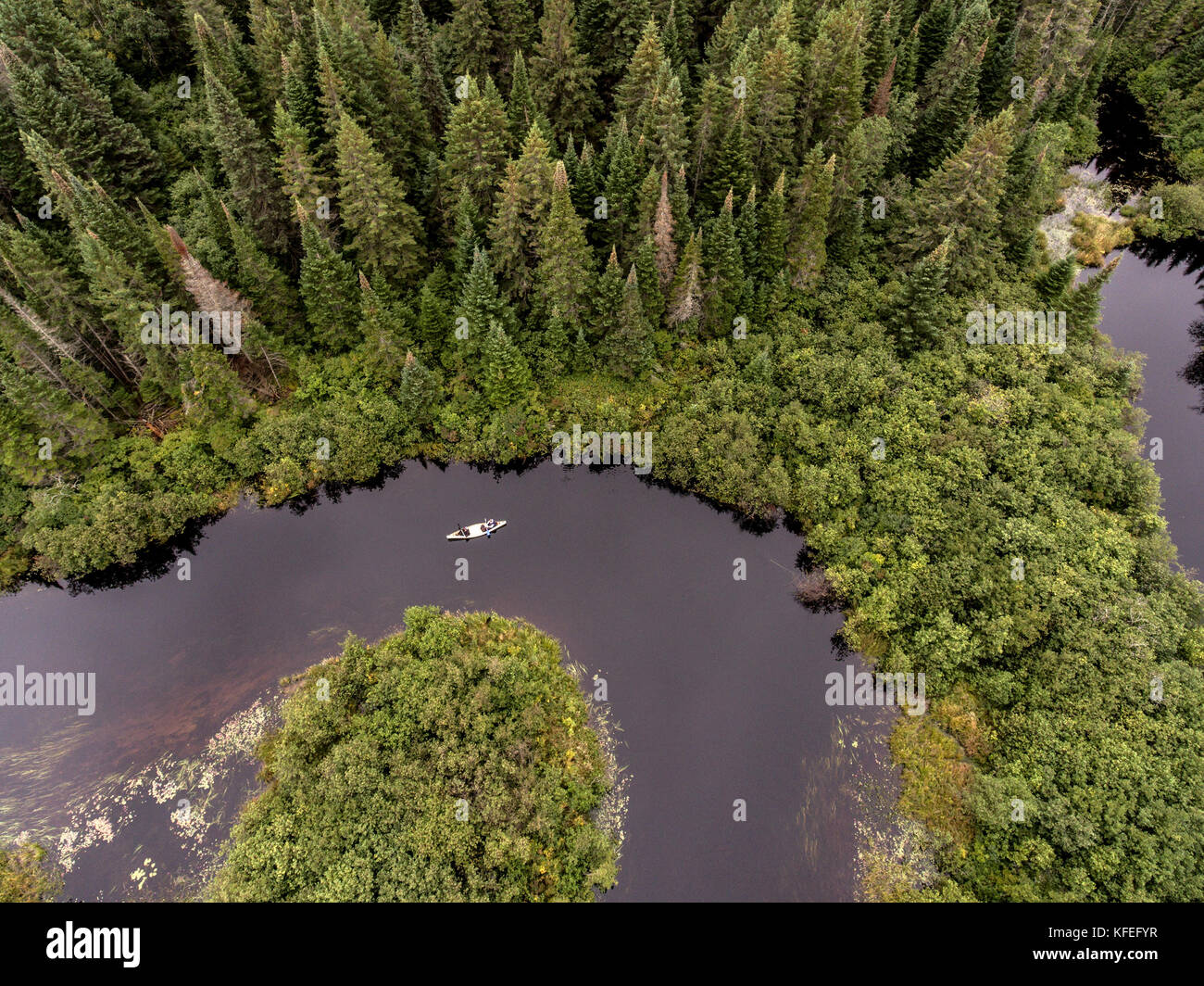Forest Canada aearial of kayak kayaking or canoe canoeing boat on river into a lake birds eye view veins nature pine tree Stock Photo - Alamy