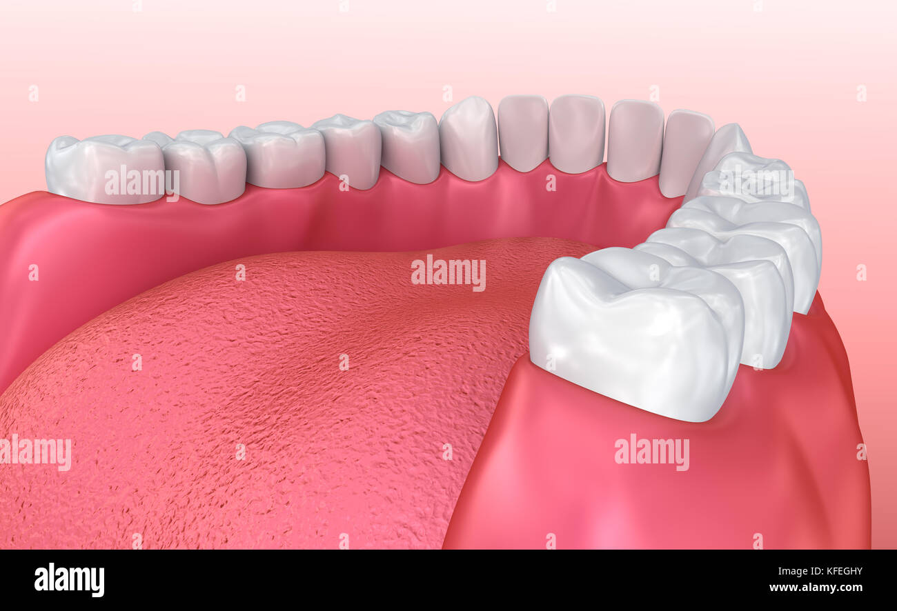 Mouth gum and teeth. Medically accurate tooth 3D illustration Stock Photo