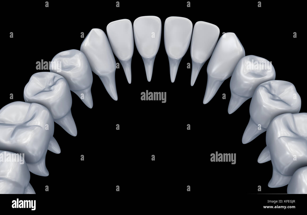 Human Teeth 3d instalation. Medically accurate dentistry anatomy. Stock Photo