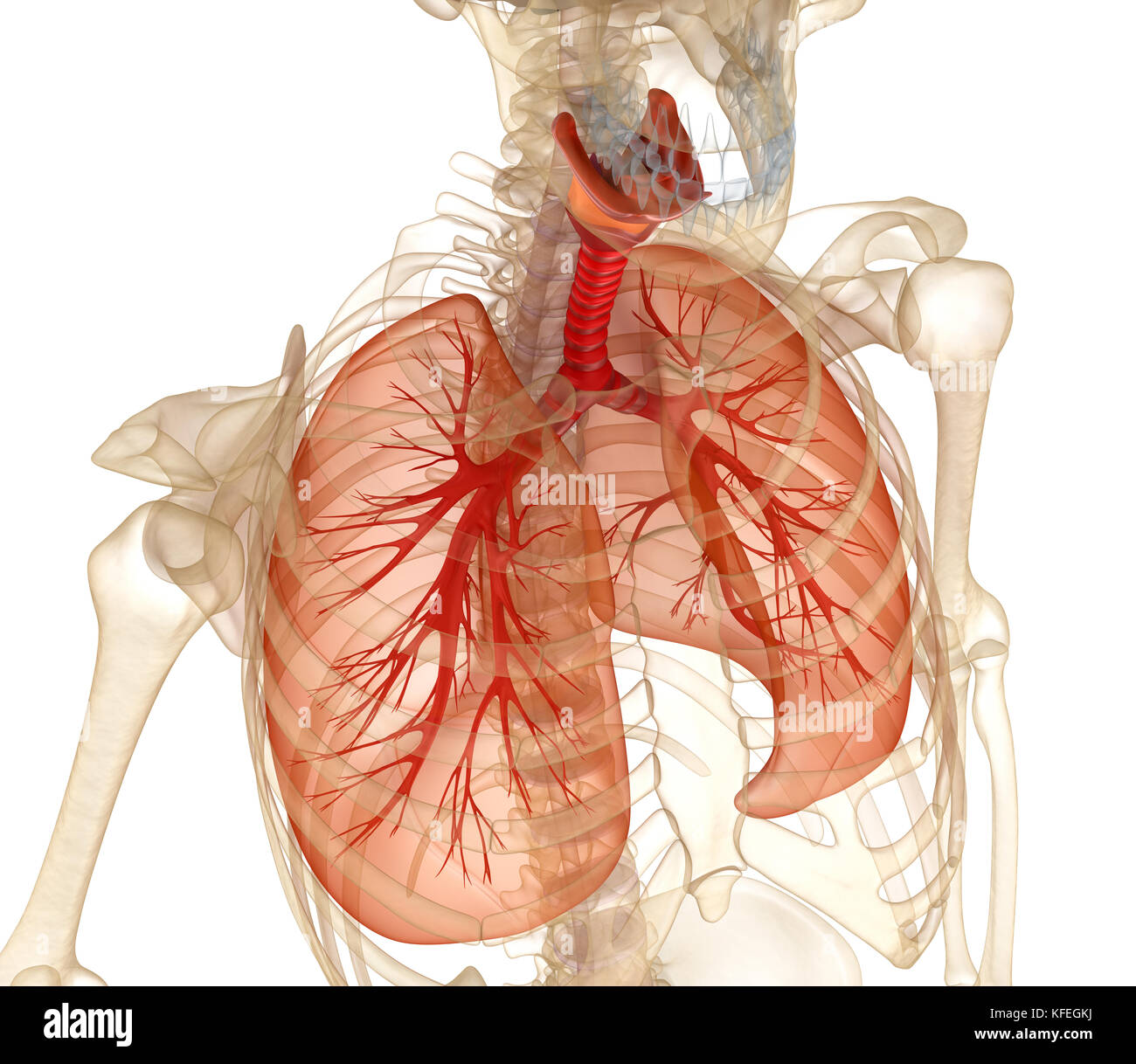 Human lungs, trachea and skeleton. Medically accurate 3D illustration Stock Photo