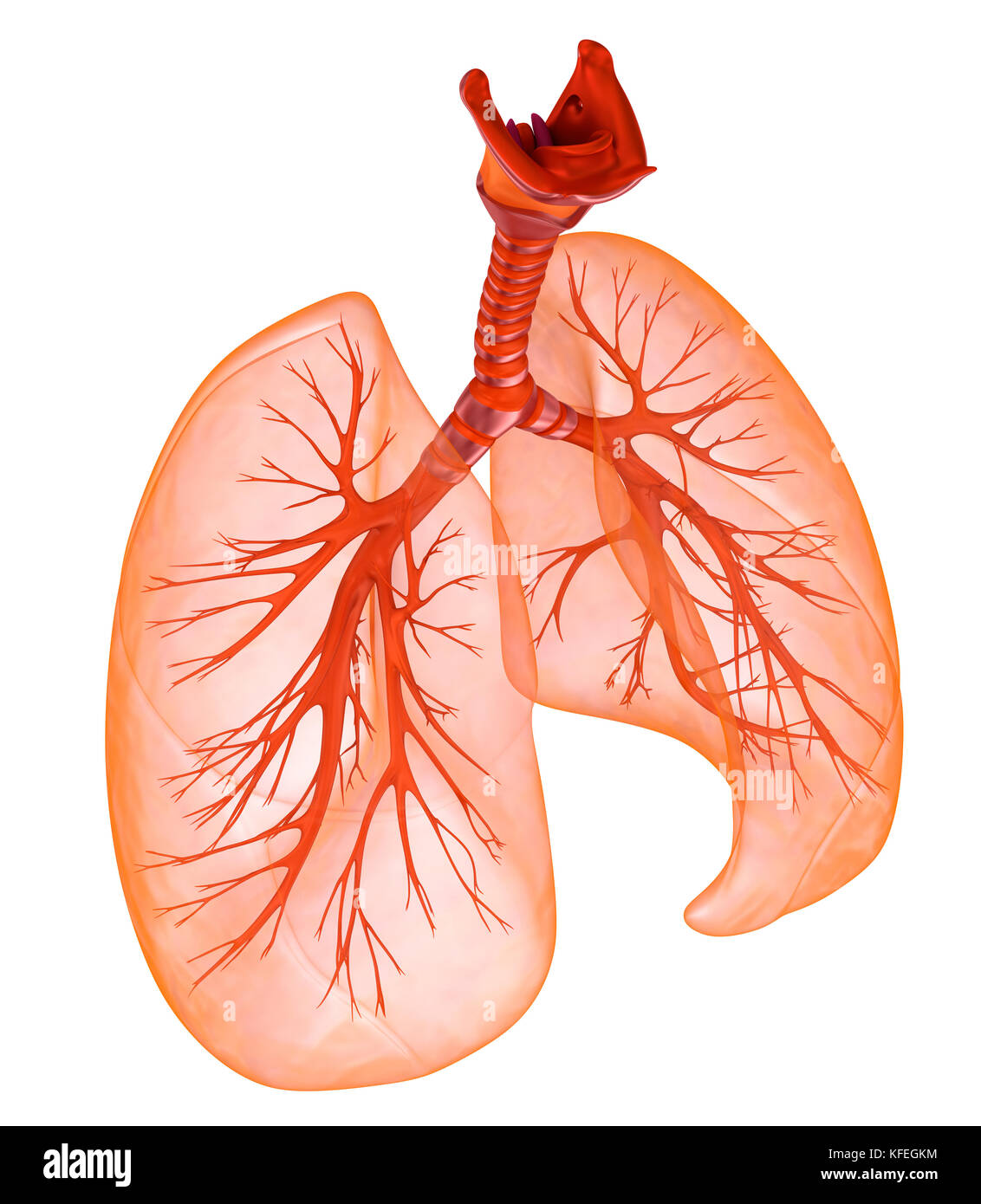 Human lungs and trachea. Medically accurate 3D illustration Stock Photo