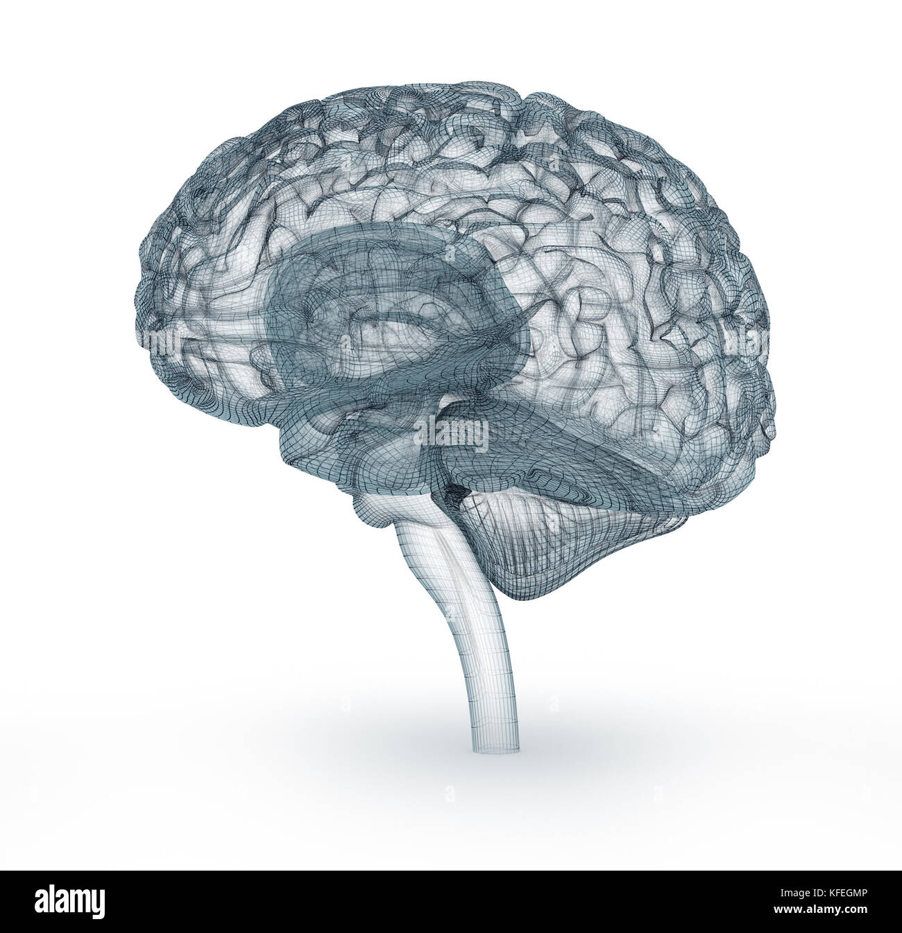 wiring of the human brain 3d model