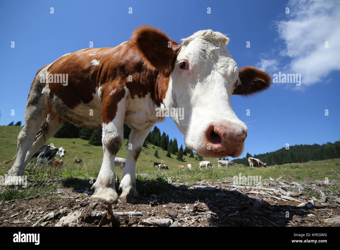 curious big cow in the mountains photographed with fisheye lens Stock ...