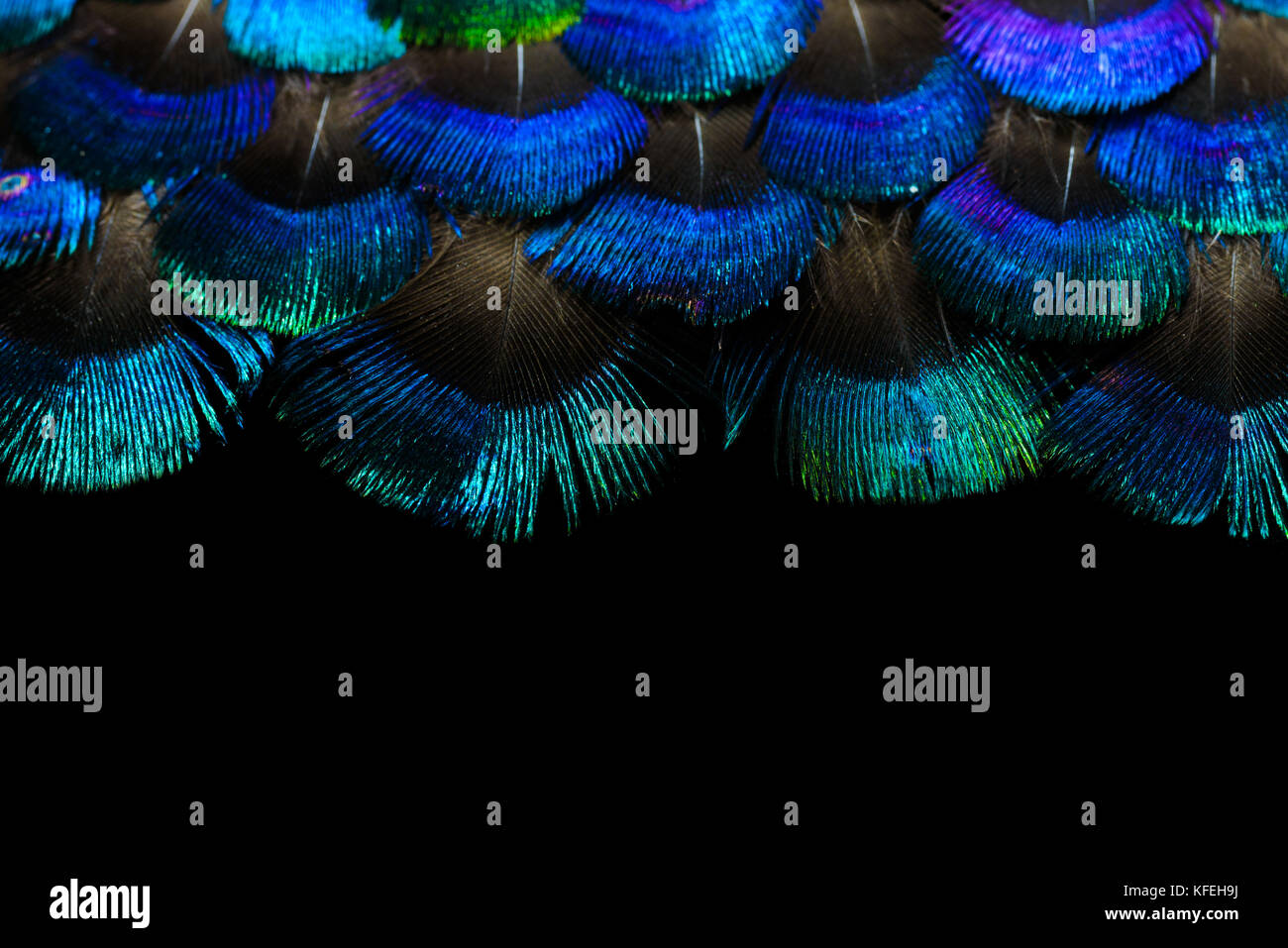 Set of fluffy feathers isolated on black background Stock Photo - Alamy