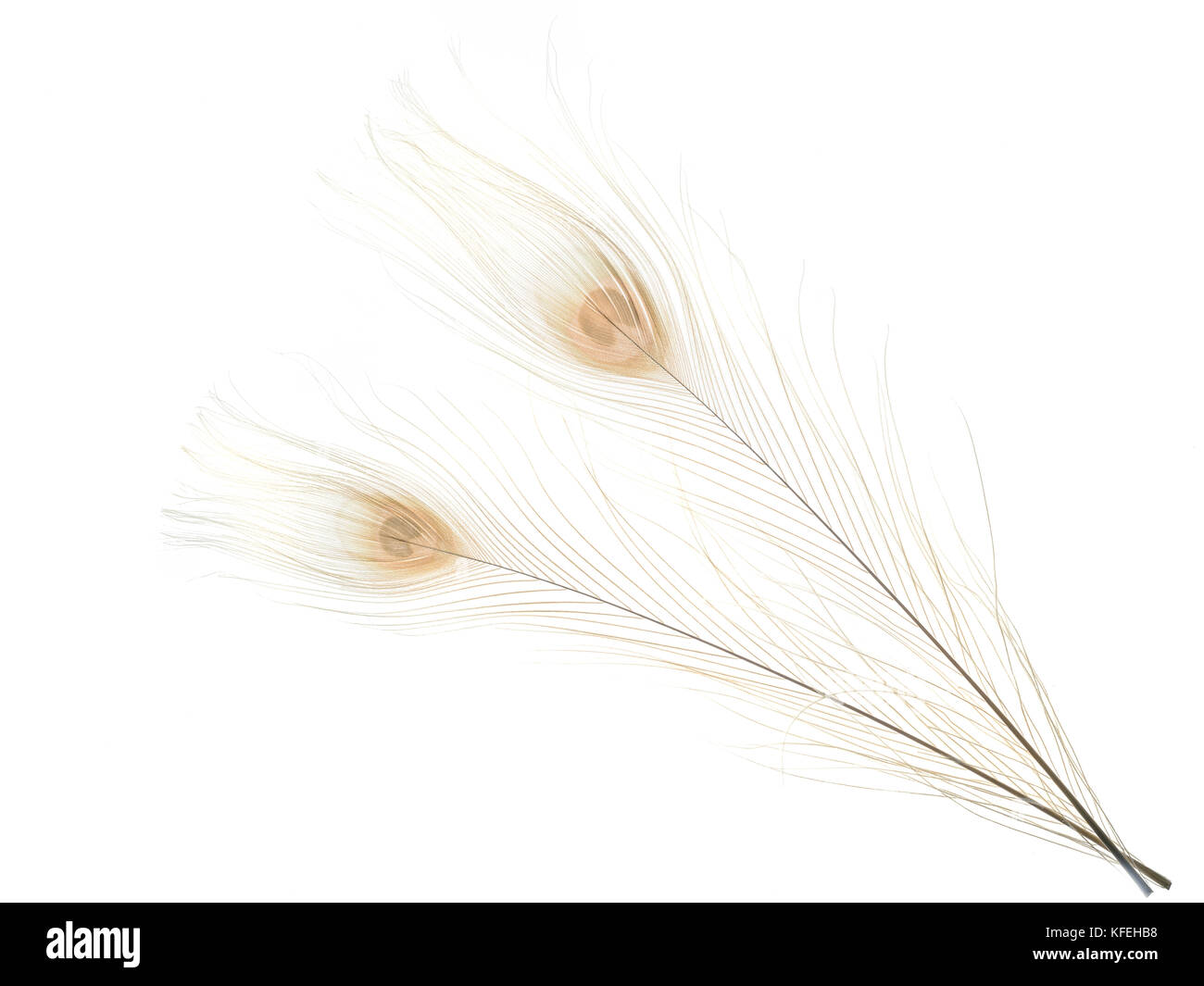 Set of fluffy feathers on textile background Stock Photo - Alamy