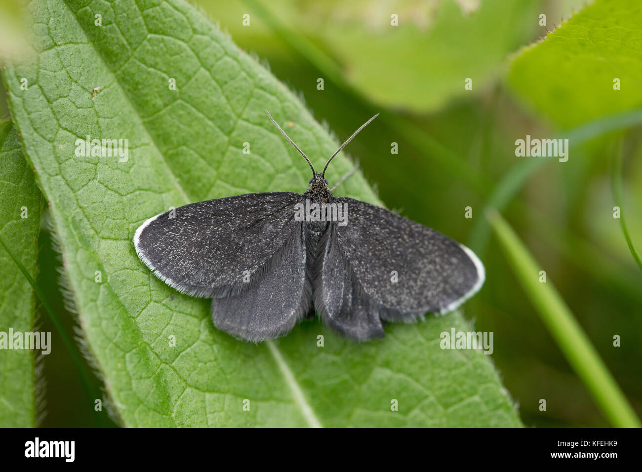 Chimeny Sweeper Moth; ; Odezia atrata Single on Leaf Cumbria; UK Stock Photo