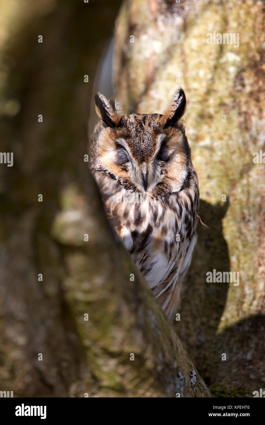 Long Eared Owl; Asio otus Single in Tree; With Eyes Closed UK Stock Photo
