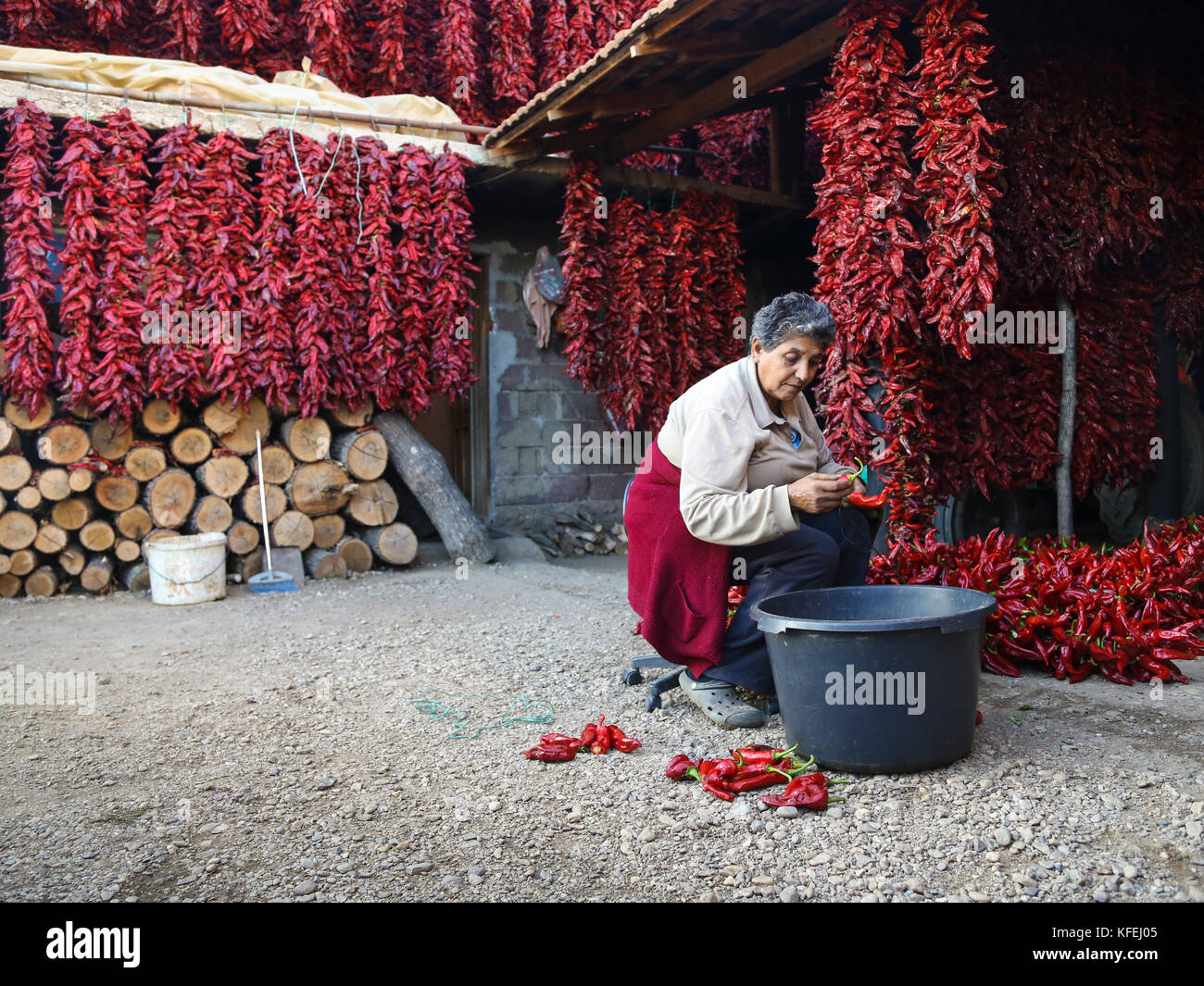 Red pepper collecting in Donja Lokosnica village in Serbia Stock Photo
