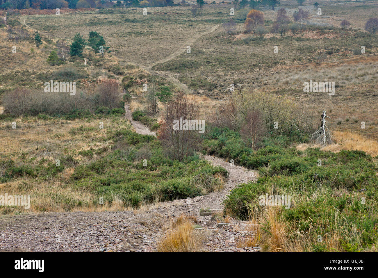Woodbury Common; Devon; UK Stock Photo Alamy