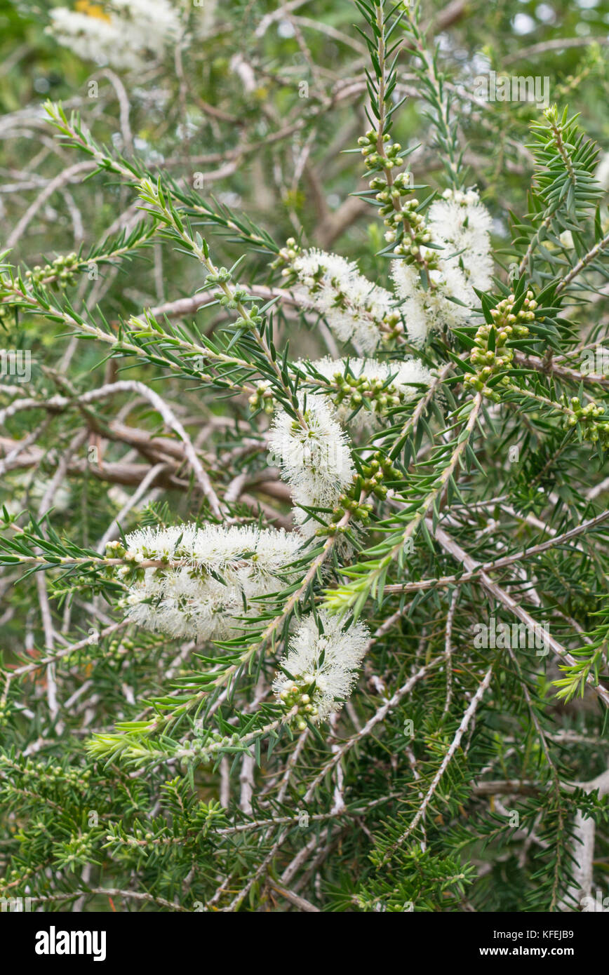 Swamp paperbark (Melaleuca ericifolia) Stock Photo