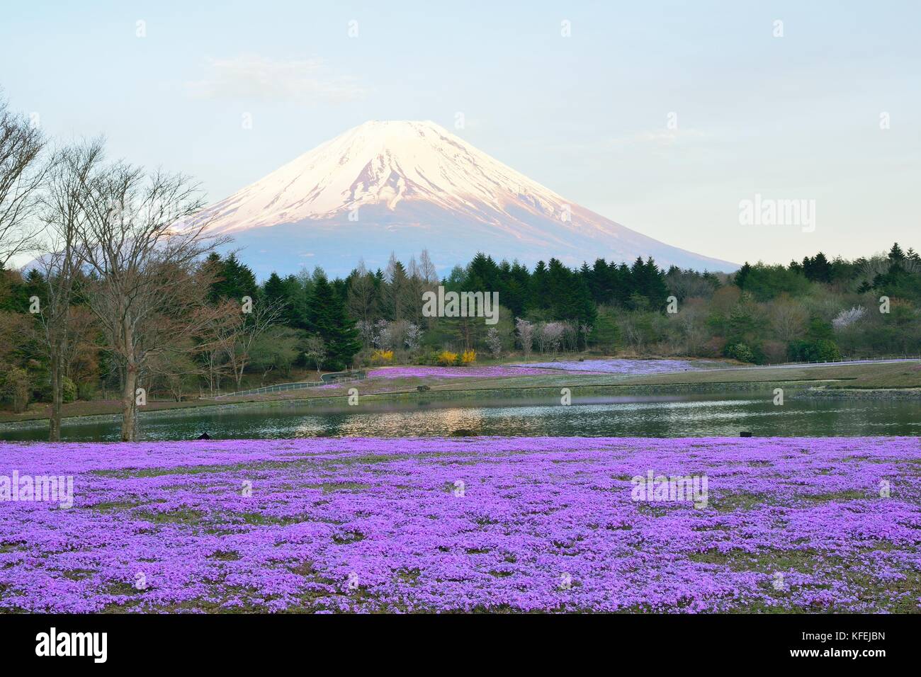 Landscape of Japanese Spring Shibazakura blossoms at Mount Fuji valley in Japan Stock Photo