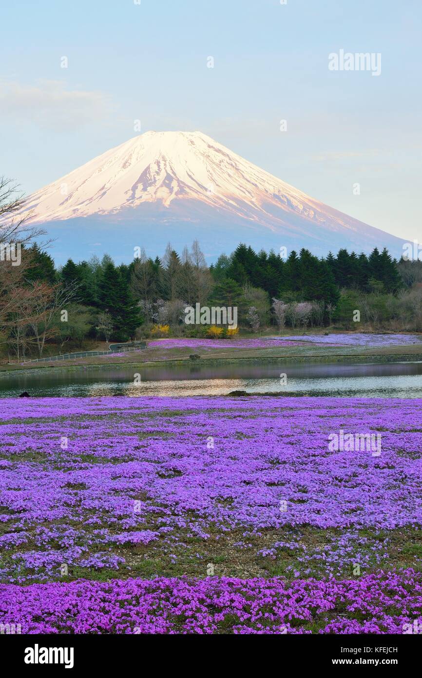 Landscape of Japanese Spring Shibazakura blossoms at Mount Fuji valley in Japan Stock Photo