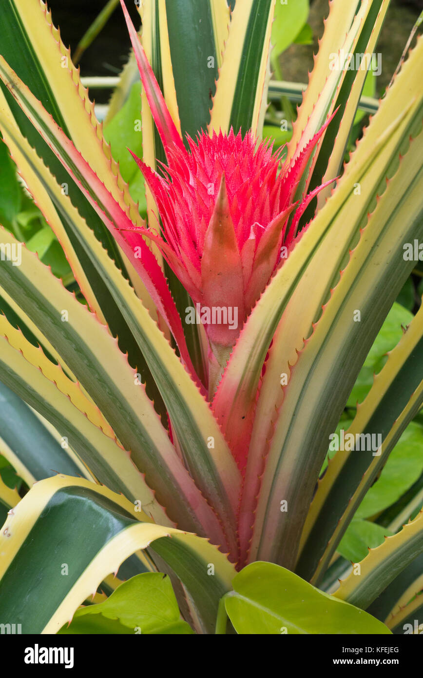 Pineapple (Ananas comosus 'Variegatus') Stock Photo