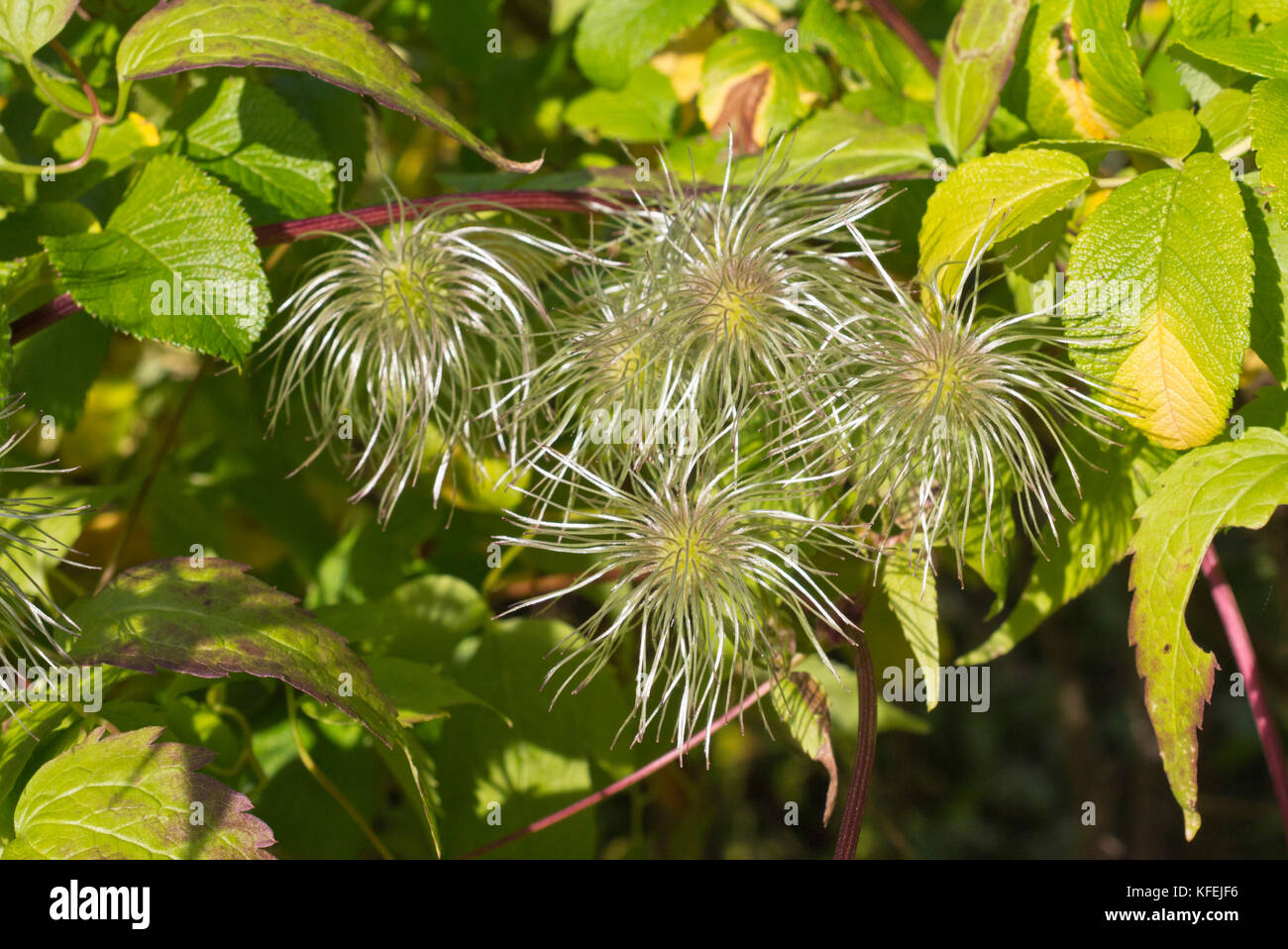 Clematis (Clematis serratifolia) Stock Photo
