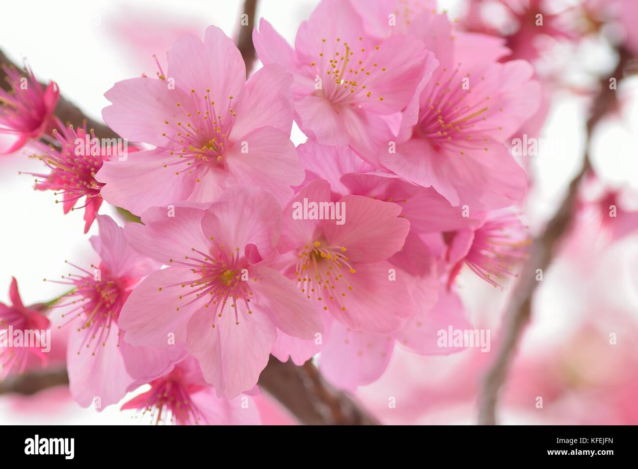 Macro texture of blooming pink Japanese Cherry Blossoms Stock Photo - Alamy