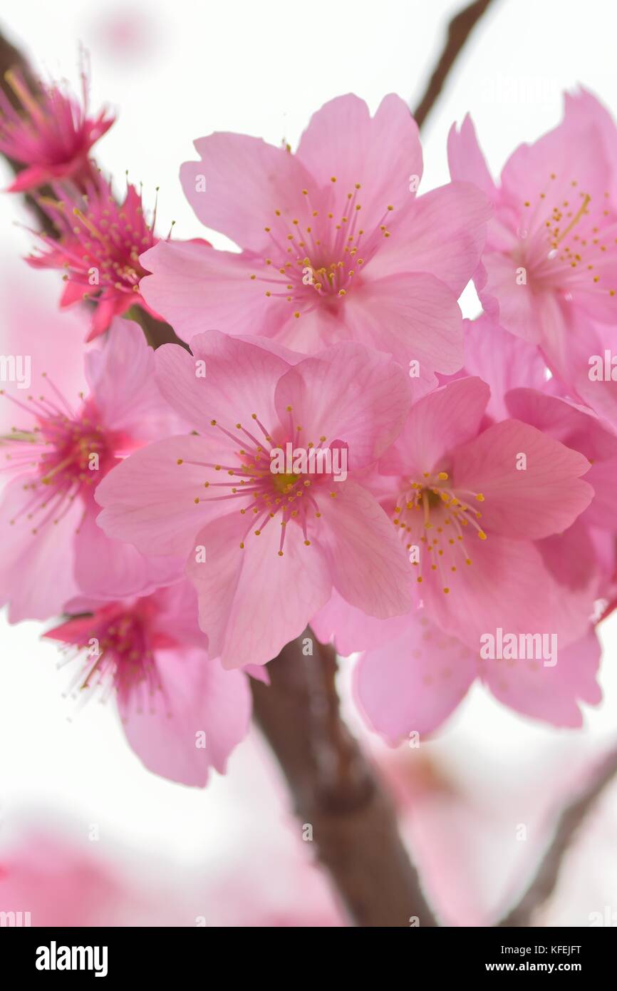 Macro texture of blooming pink Japanese Cherry Blossoms Stock Photo - Alamy