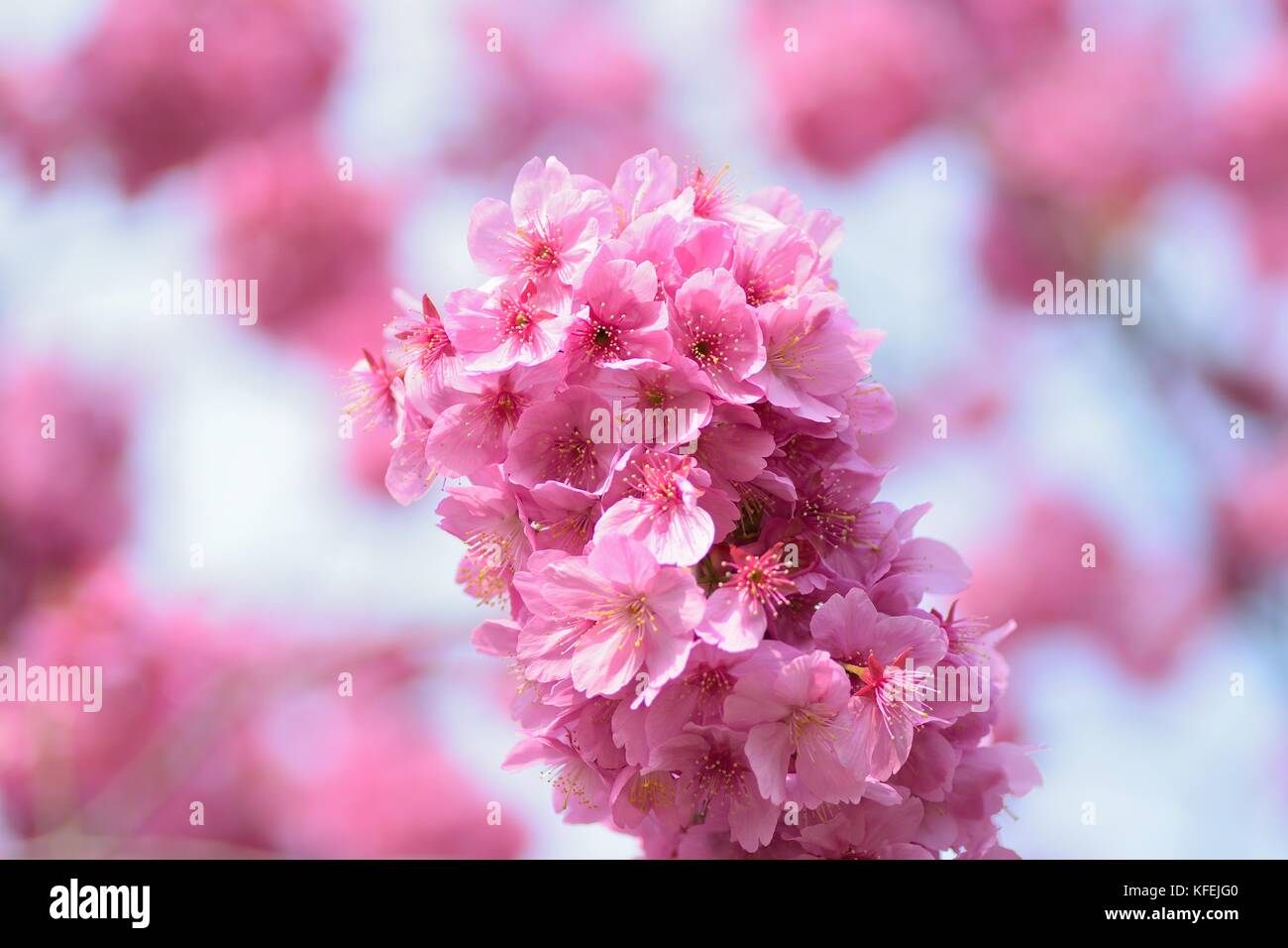 Macro texture of blooming pink Japanese Cherry Blossoms Stock Photo - Alamy