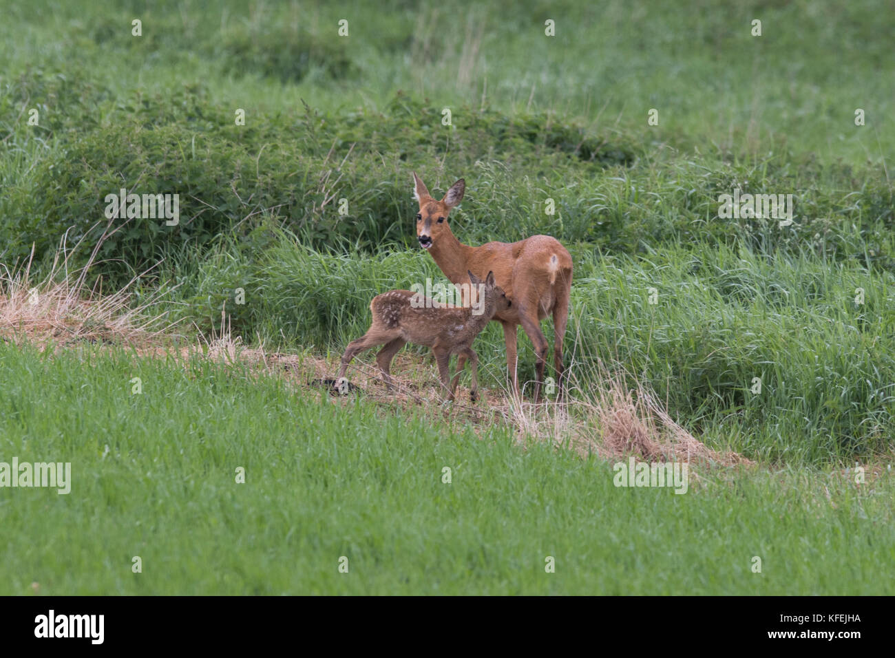 Sweden Roe Roe doe with sucking fawn in early summer, Scania Sweden Stock Photo ...