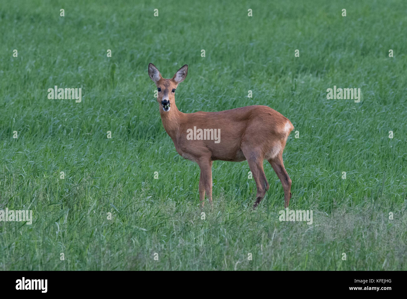 Sweden Roe Roe doe feeding on a pasture-ground, Scania Sweden Stock Photo - Alamy