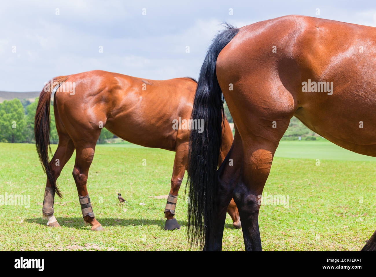 Horses two equestrian animals abstract legs tails heads relaxing eating