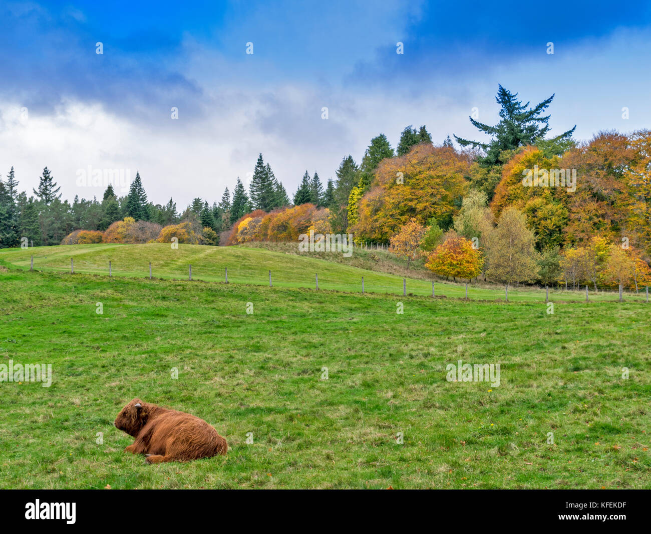 BALMORAL CASTLE ROYAL DEESIDE ABERDEENSHIRE SCOTLAND  THE BALMORAL GOLF COURSE SURROUNDED BY YELLOW AND GOLD AUTUMNAL TREES AND A HIGHLAND BULL IN THE Stock Photo