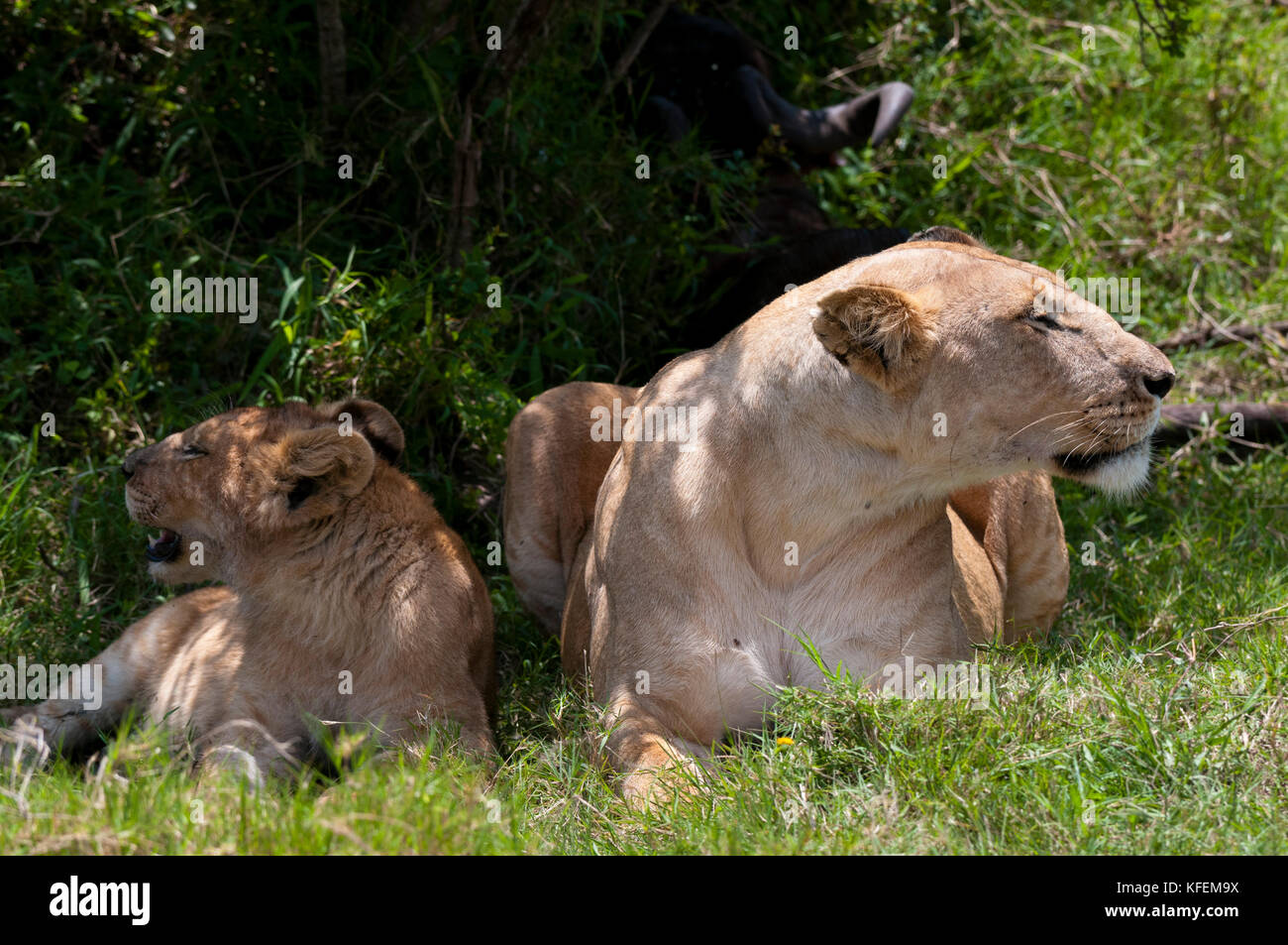 Lion (Panthera leo), Masai Mara, Kenya Stock Photo - Alamy
