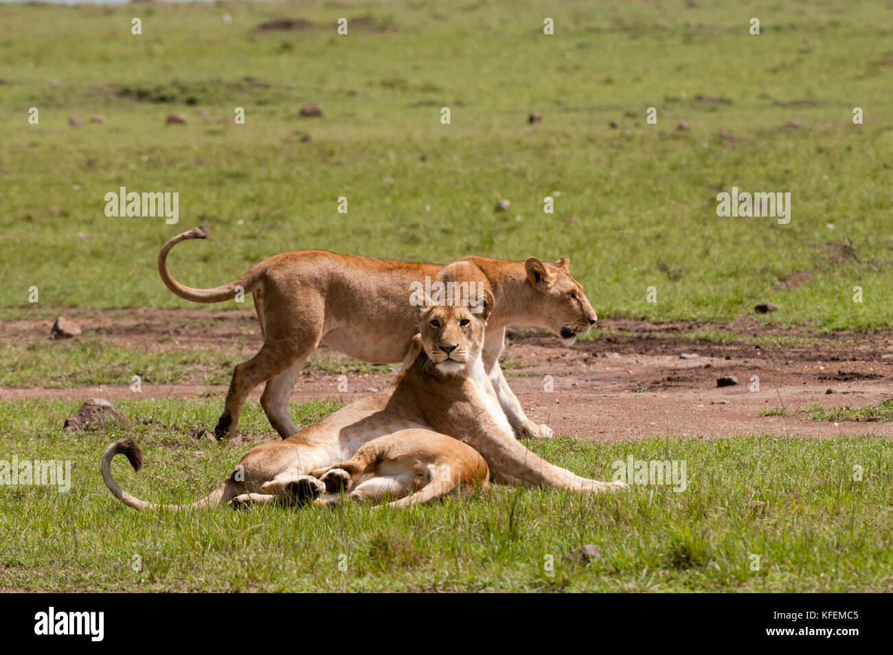 Lion (Panthera leo), Masai Mara, Kenya Stock Photo - Alamy