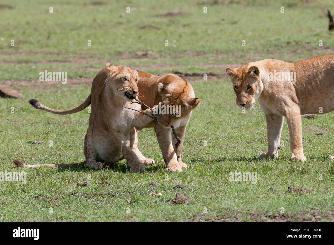 Lion (Panthera leo), Masai Mara, Kenya Stock Photo - Alamy