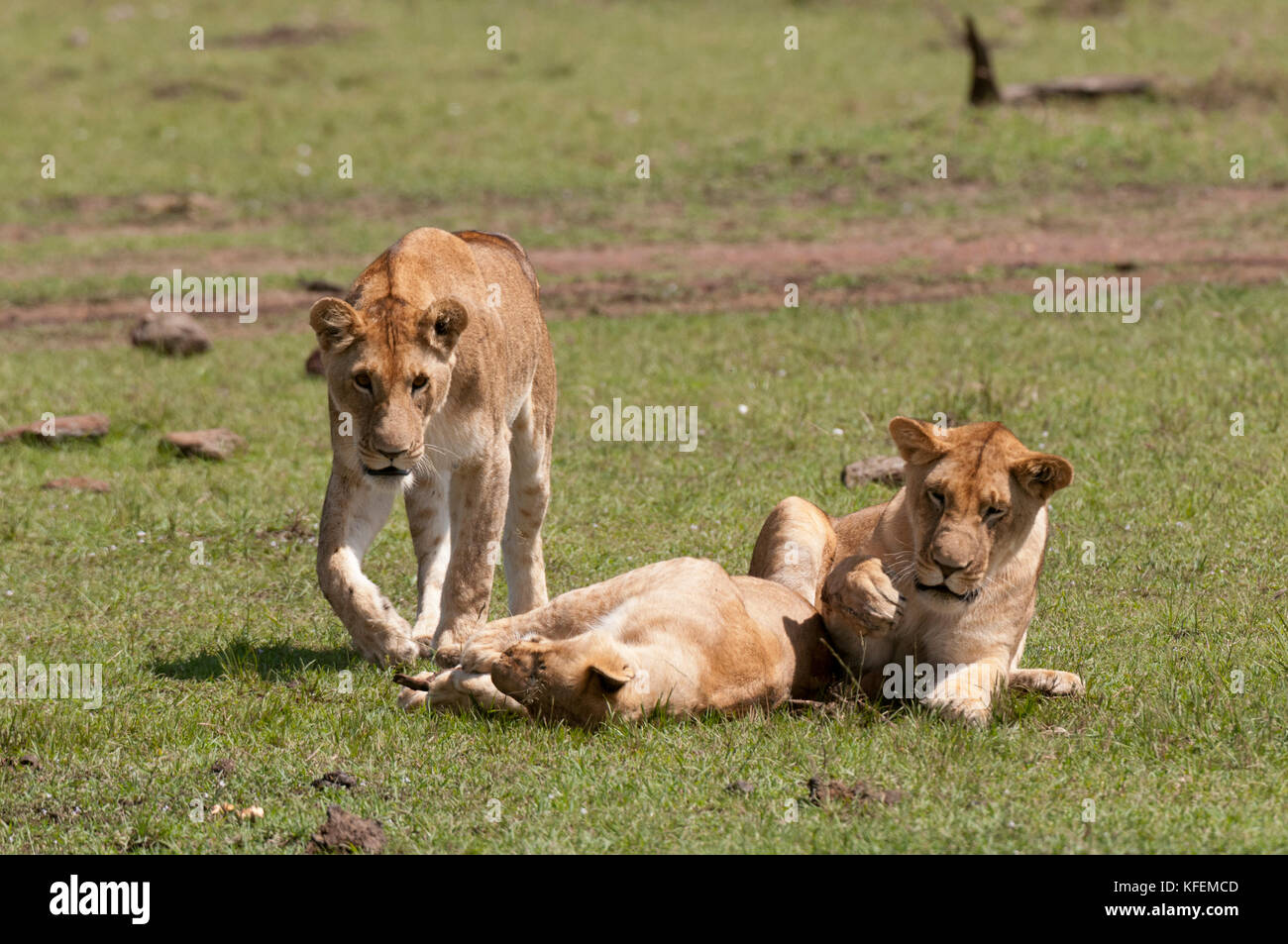 Lion (Panthera leo), Masai Mara, Kenya Stock Photo - Alamy