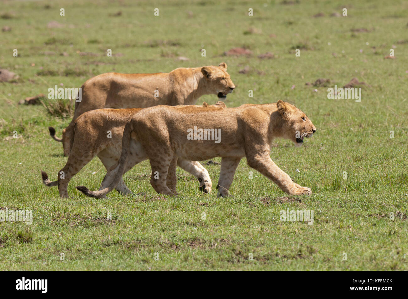 Lion (Panthera leo), Masai Mara, Kenya Stock Photo - Alamy