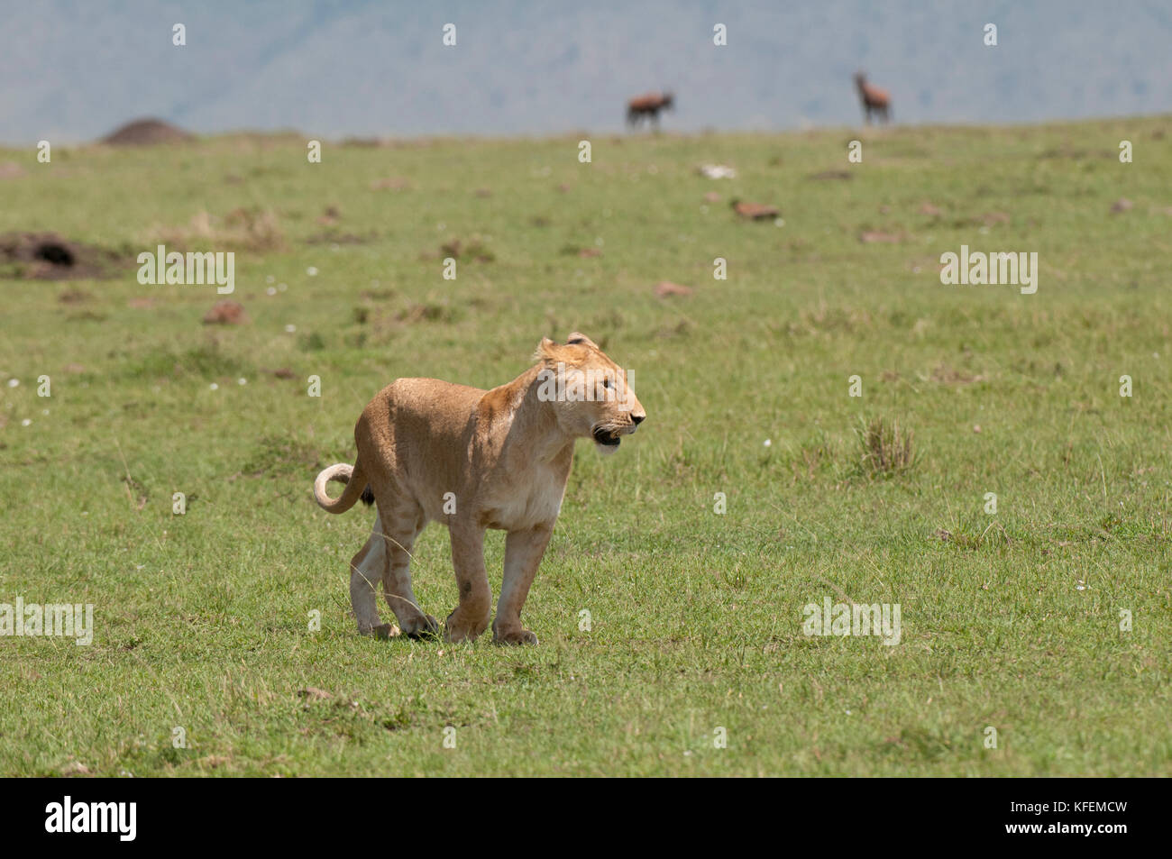 Lion (Panthera leo), Masai Mara, Kenya Stock Photo - Alamy