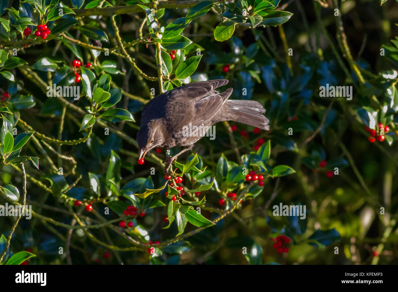 Bird Eating Berries Stock Photos & Bird Eating Berries Stock Images Alamy