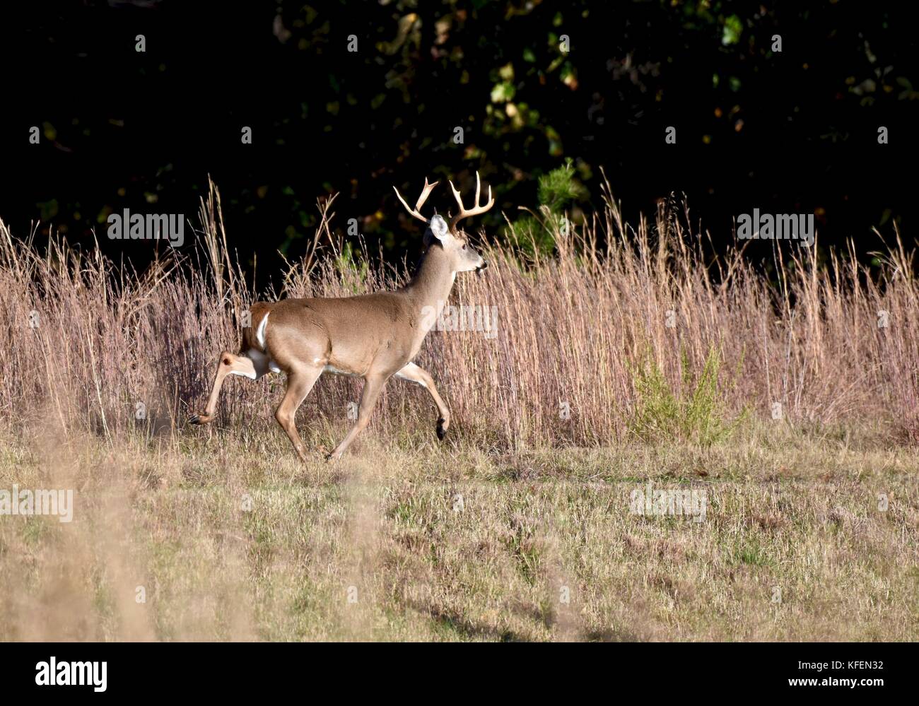 White-tailed deer (Odocoileus virginianus) buck running across a ridge Stock Photo
