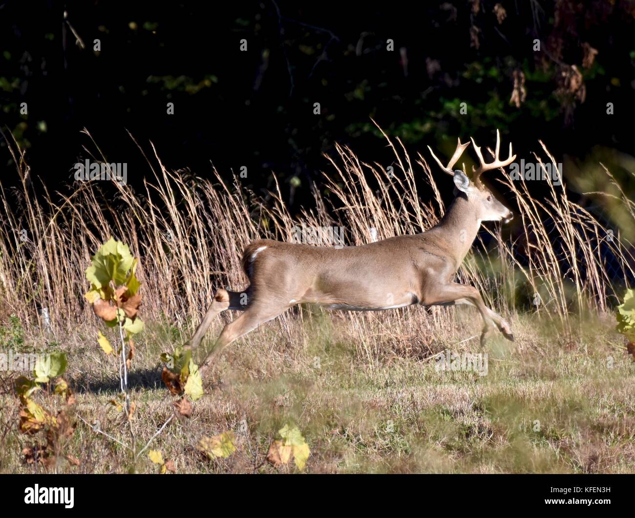 White-tailed deer (Odocoileus virginianus) buck running across a ridge Stock Photo