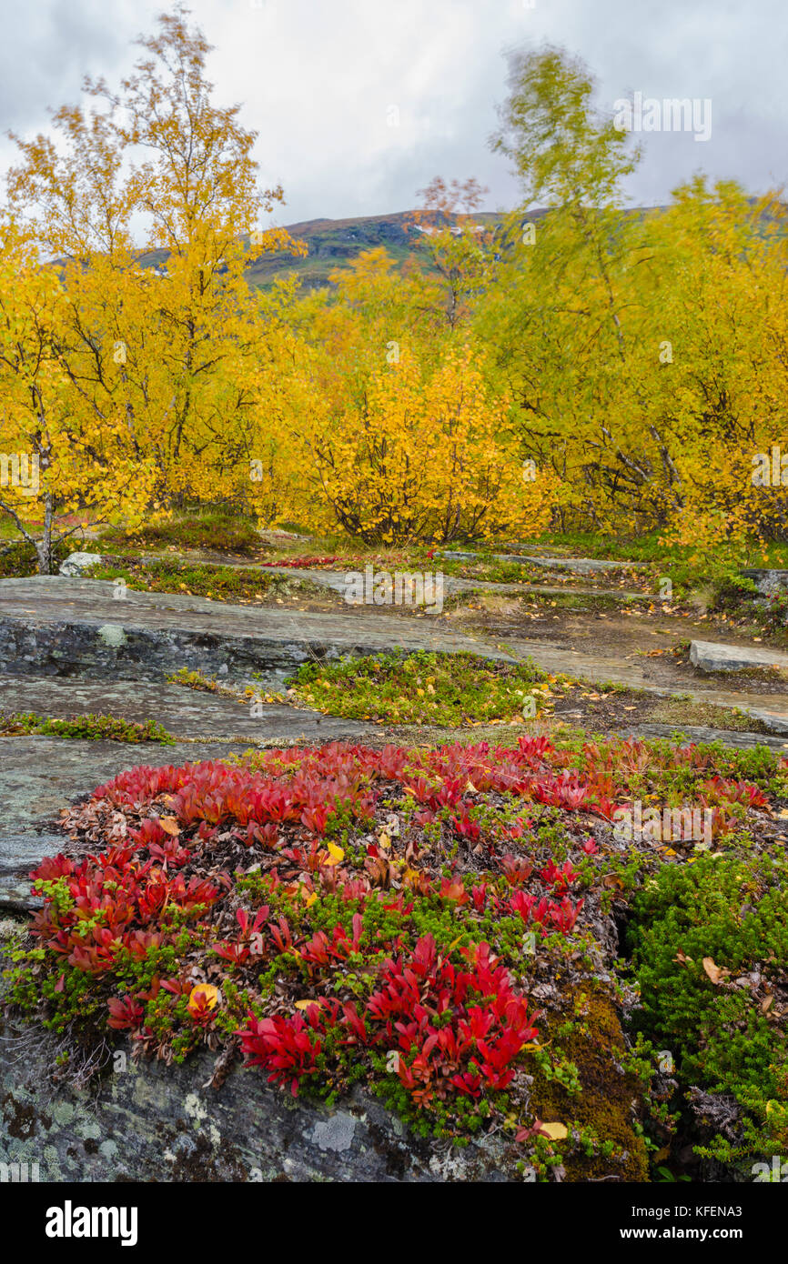 Autumn landscape with red mountain bearberries, yellow birch trees and mountain in background, Abisko, Kiruna county, Swedish Lapland, Sweden Stock Photo