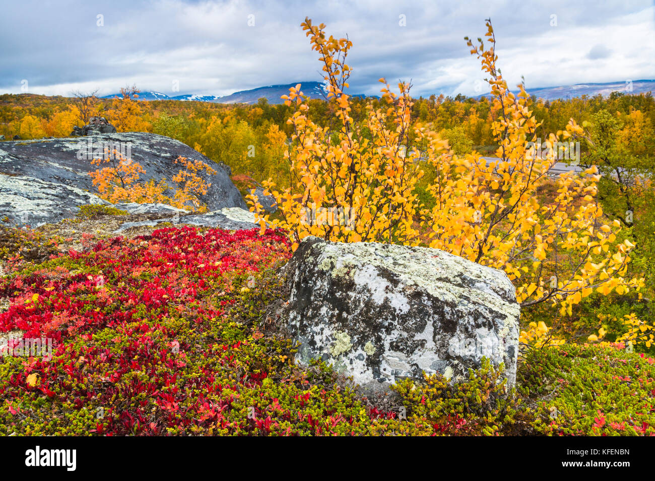 Autumn landscape with yellow birch trees and a mountain in the background, and alpine bearberris in foreground,  Kiruna County, Swedish Landscape, Swe Stock Photo