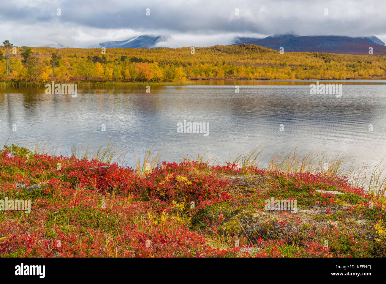 Lake in autumn season with colorful birch trees in yellow and orange surrounding it, alpine bearberries in foreground,  Abisko, Kiruna county, Swedish Stock Photo