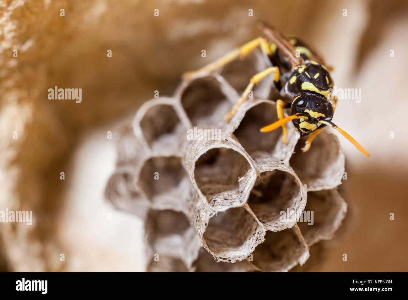 A young Paper Wasp Queen builds a nest to start a new colony. Stock Photo