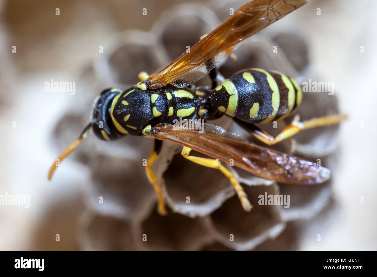 A young Paper Wasp Queen builds a nest to start a new colony. Stock Photo