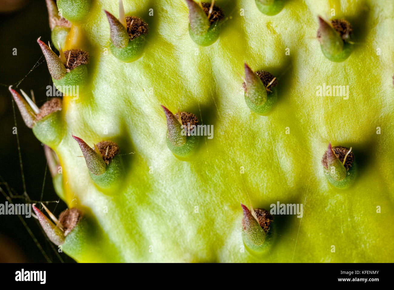 Prickly Pear Glochids or spines, which protect the Opuntia paddle leaves. Stock Photo