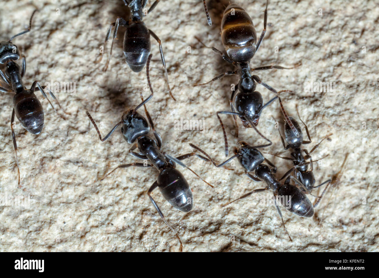 Black garden ant hires stock photography and images Alamy
