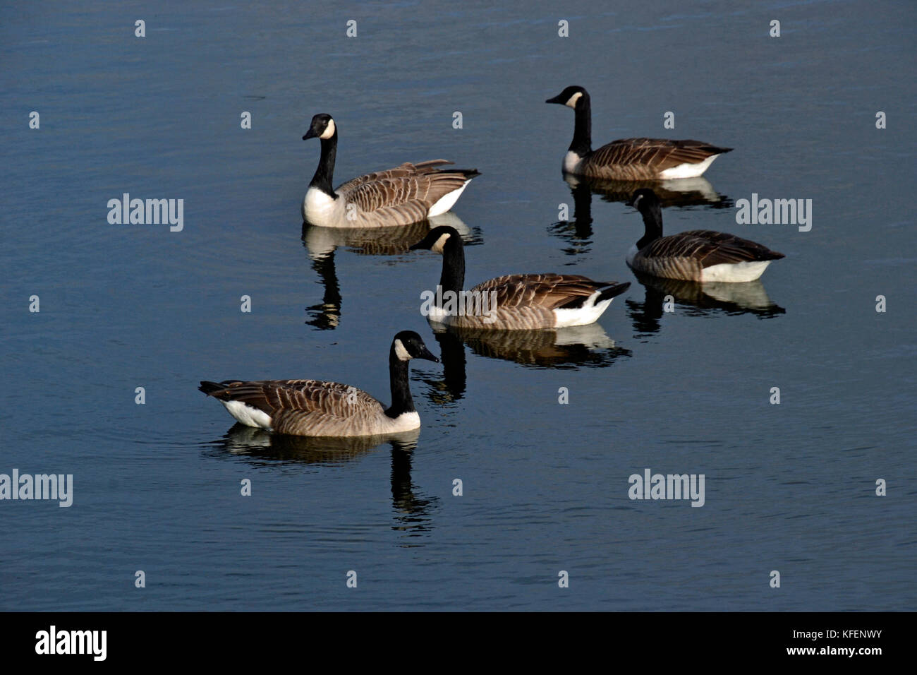 Canada Geese in the autumn at College Lake Nature Reserve, Buckinghamshire, UK Stock Photo