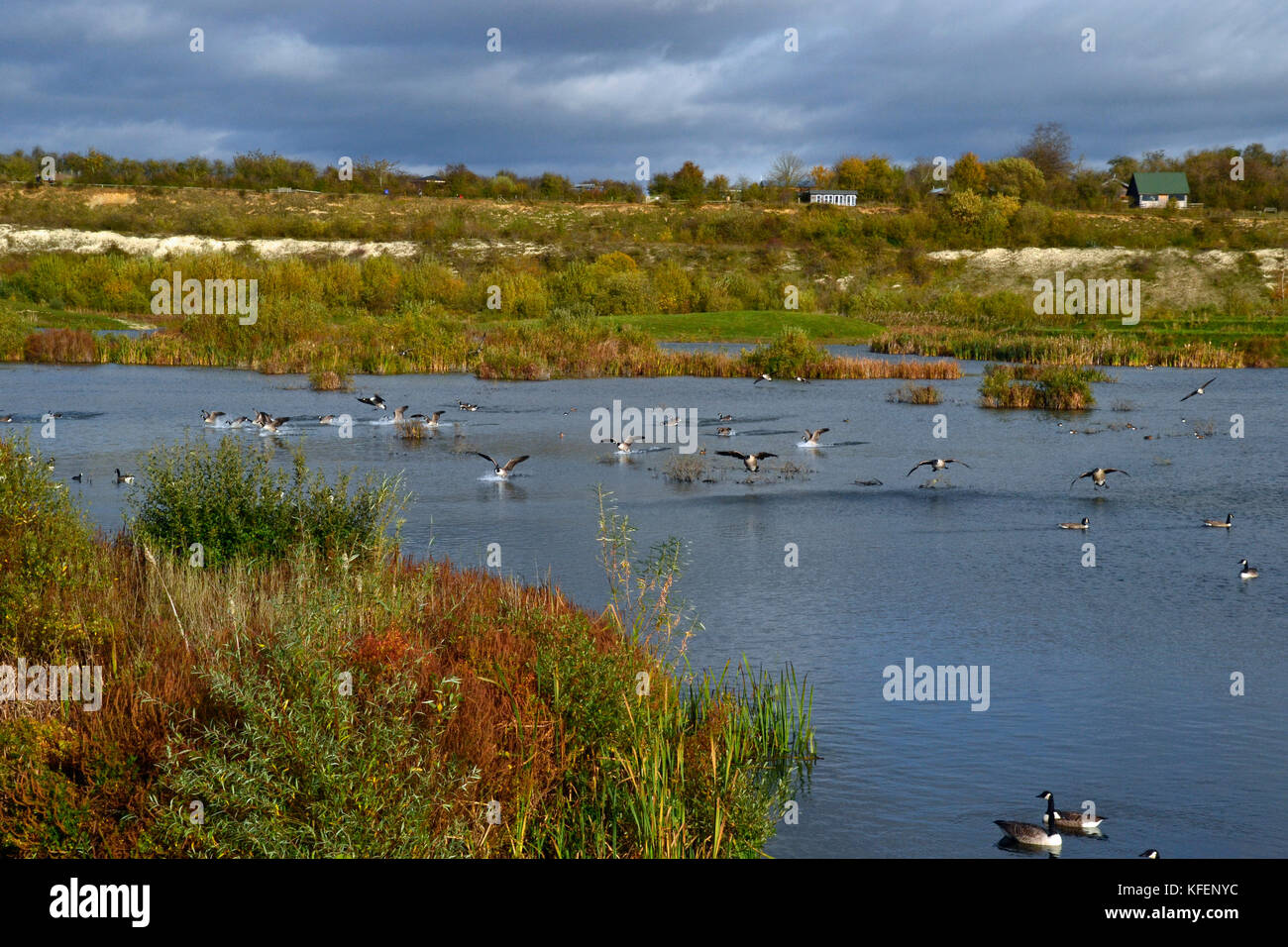 Flying Canada Geese in the autumn at College Lake Nature Reserve, Buckinghamshire, UK Stock Photo
