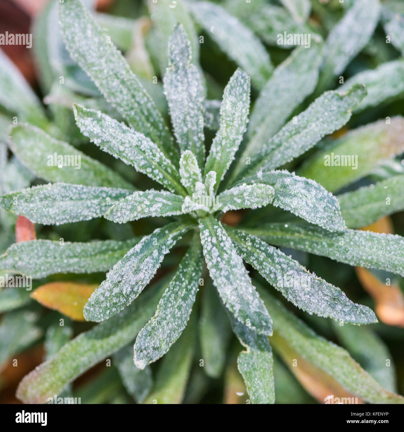 A macro shot of the frost covered leaves of a wallflower plant. Stock Photo