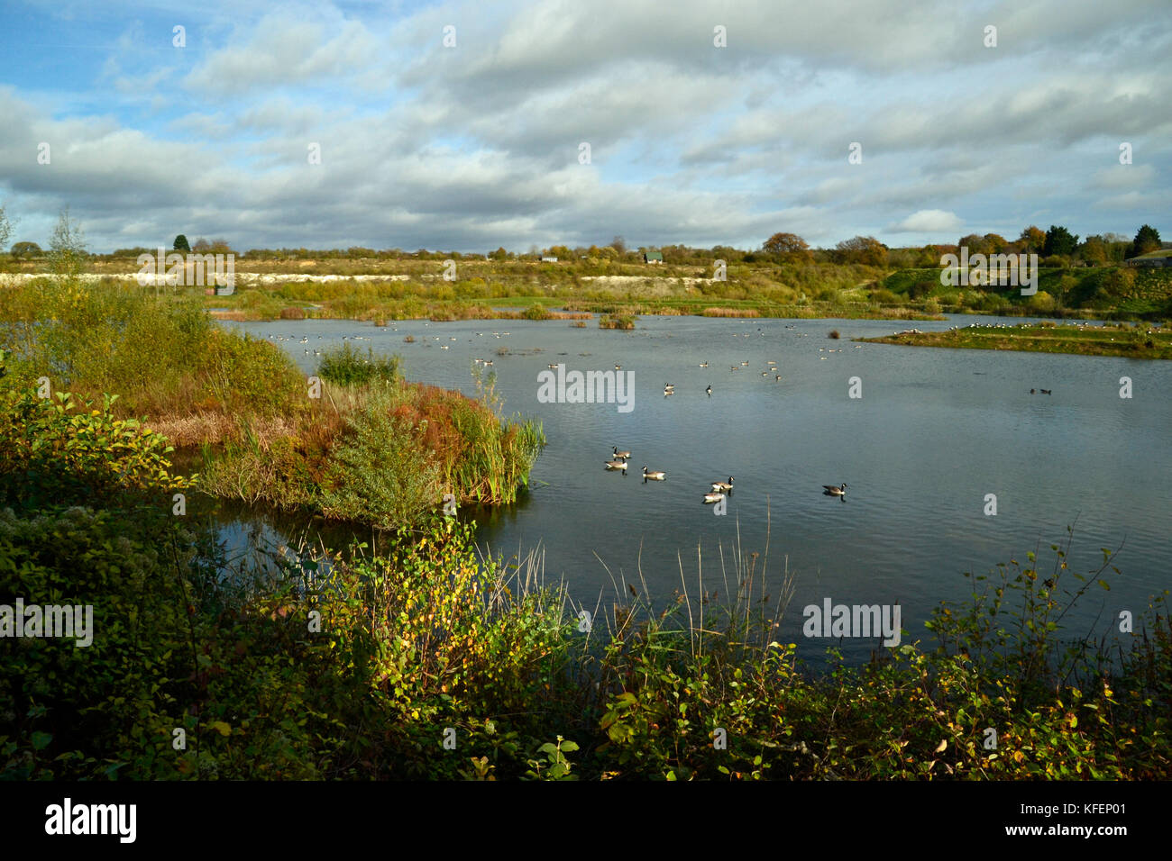 Canada Geese in the autumn at College Lake Nature Reserve, Tring,  UK Stock Photo