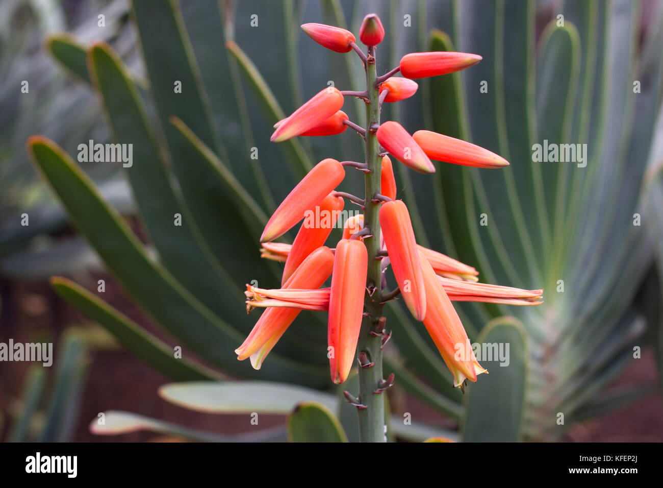 Aloe vera l hi-res stock photography and images - Alamy